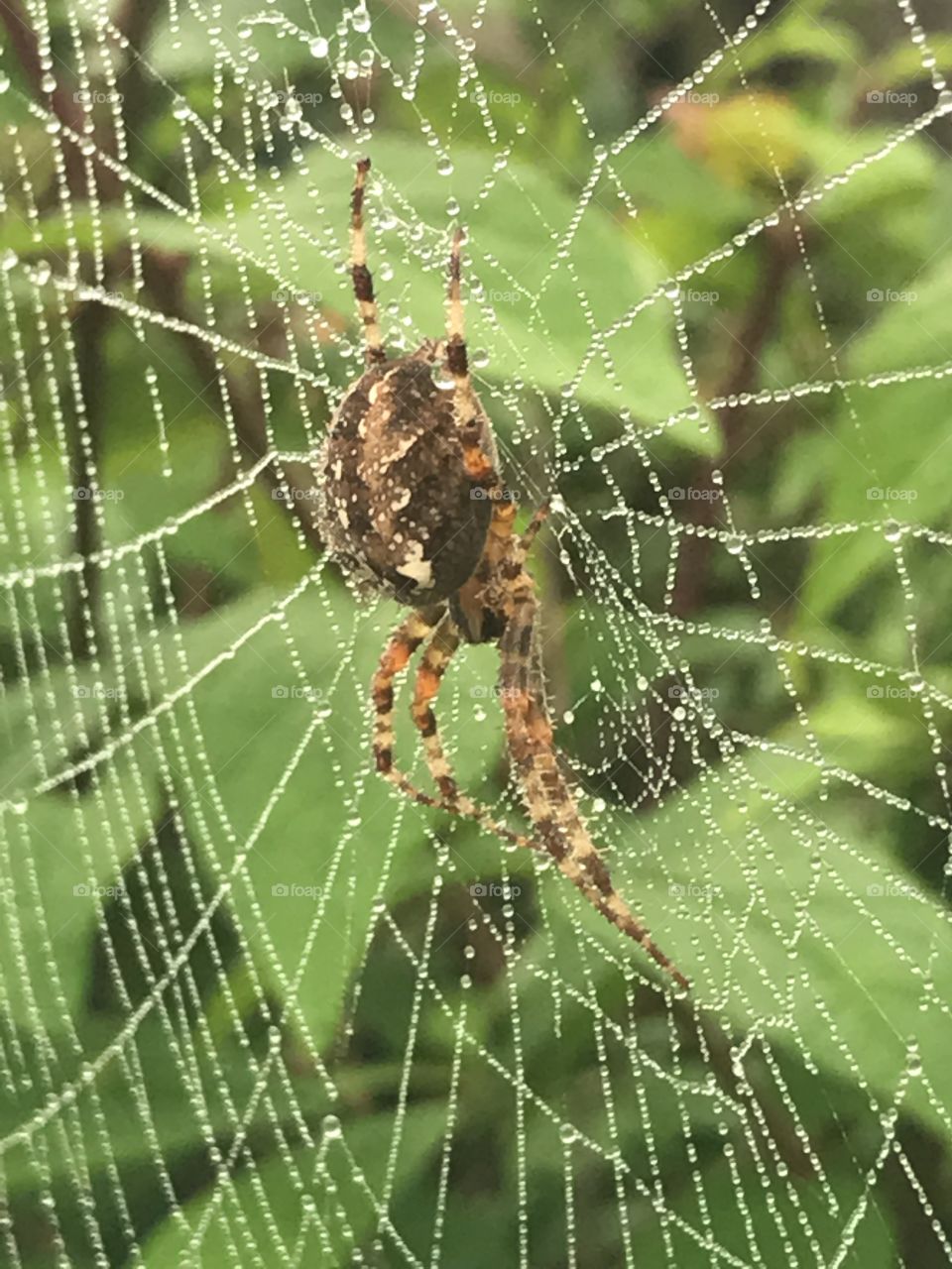 A spider in the middle of its rainy web