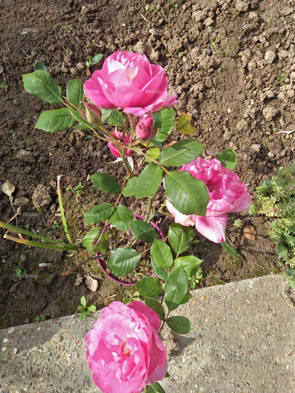 pink rose on the garden