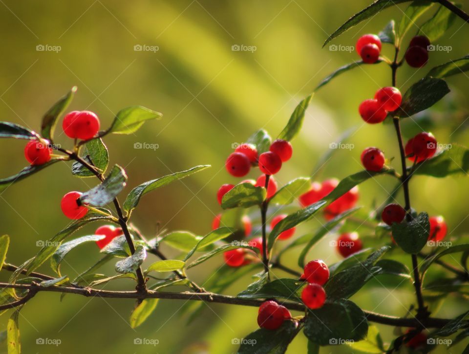 evergreen bush with red non edible berries
