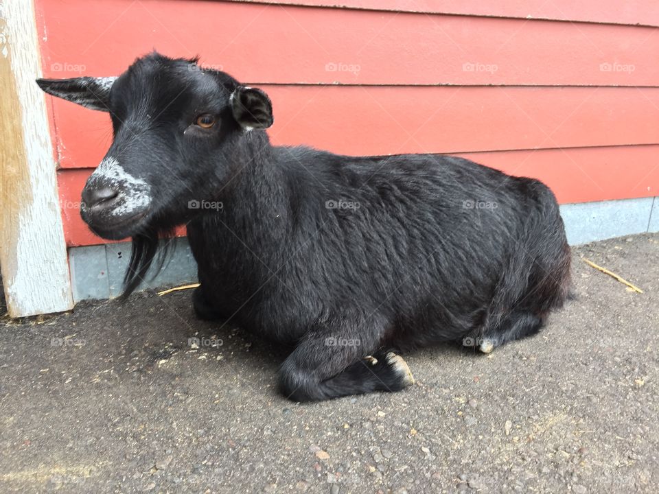 Petting zoo goat