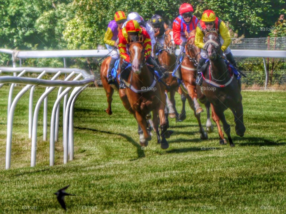 Horse racing and a Swallow