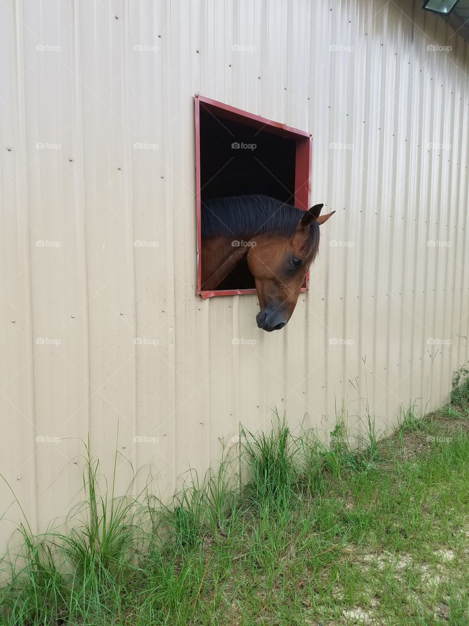 beautiful bay horse hanging out barn window