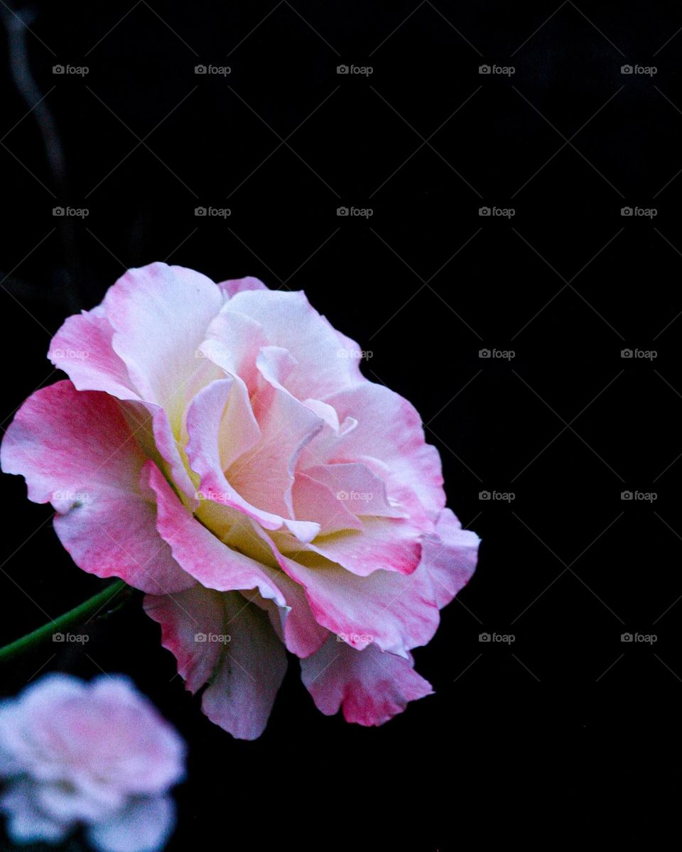 macro photo of a rose bush