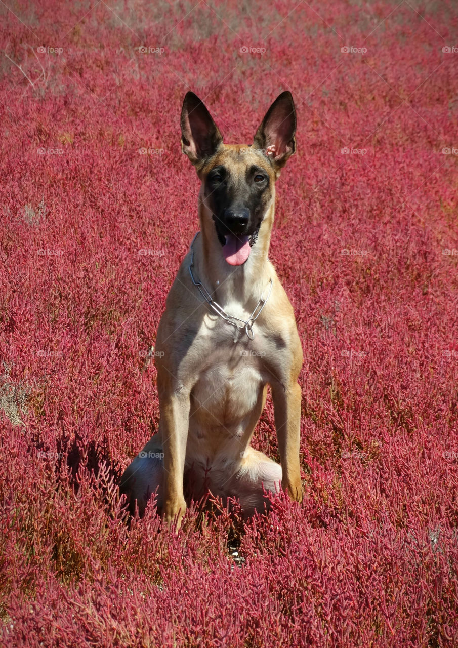 Belgian shepherd malinois dog