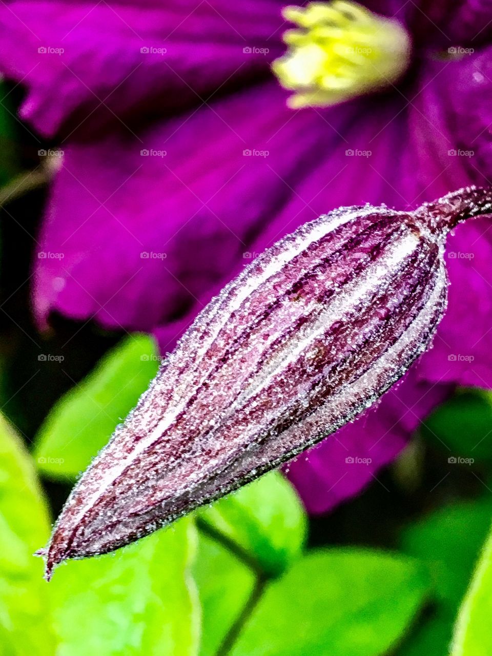 Purple Clematis 