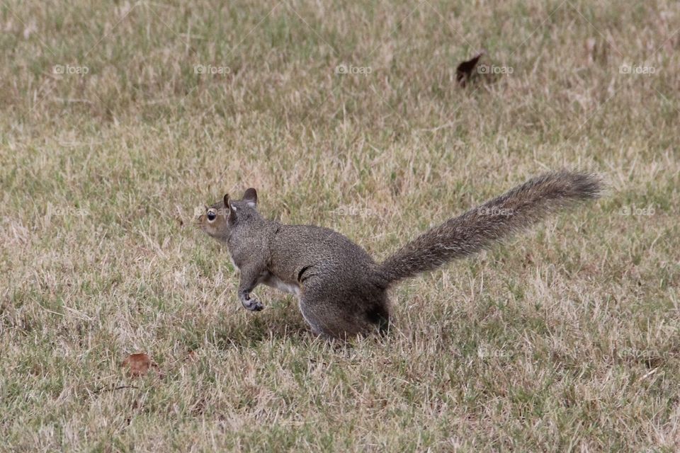 Lil squirrel
