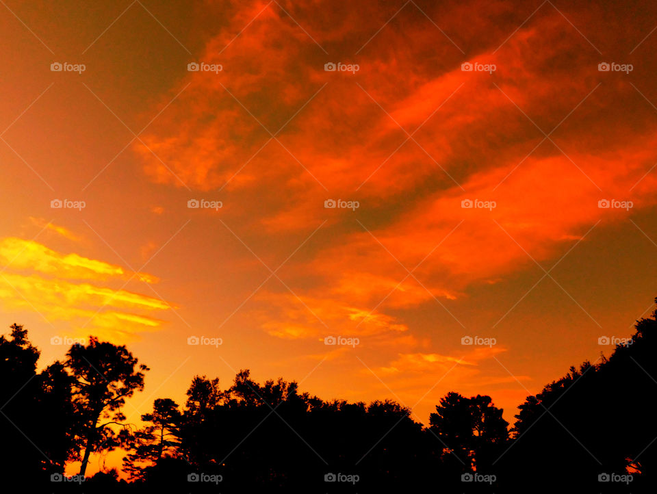 Silhouette of trees during sunset