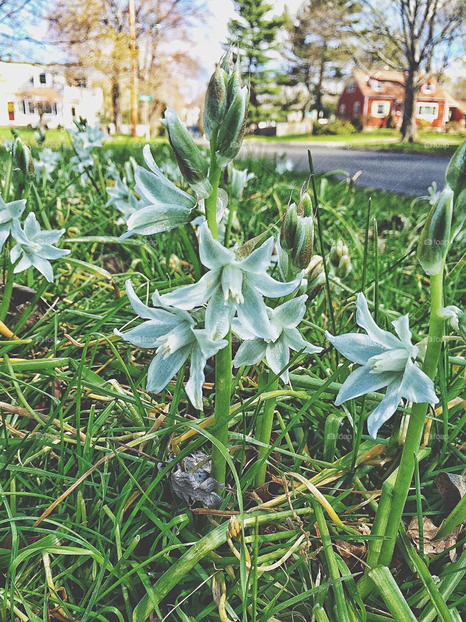 Out walking the dog, don't know what these are but they are pretty...