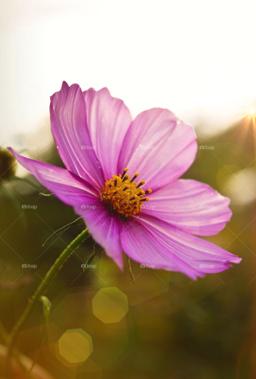 Pink sunny flower 