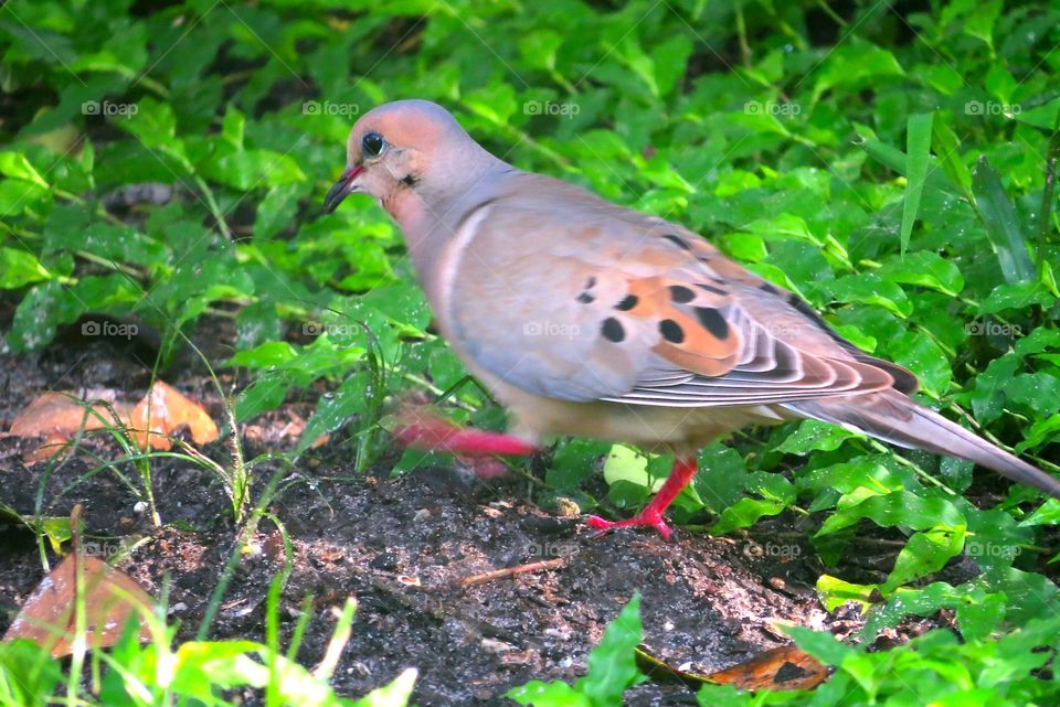 Close up of a morning dove
