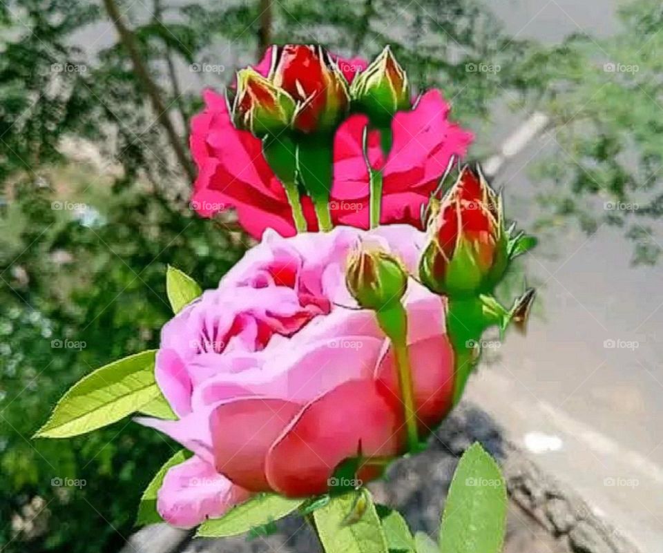 most beautiful and attractive flowers in the garden.