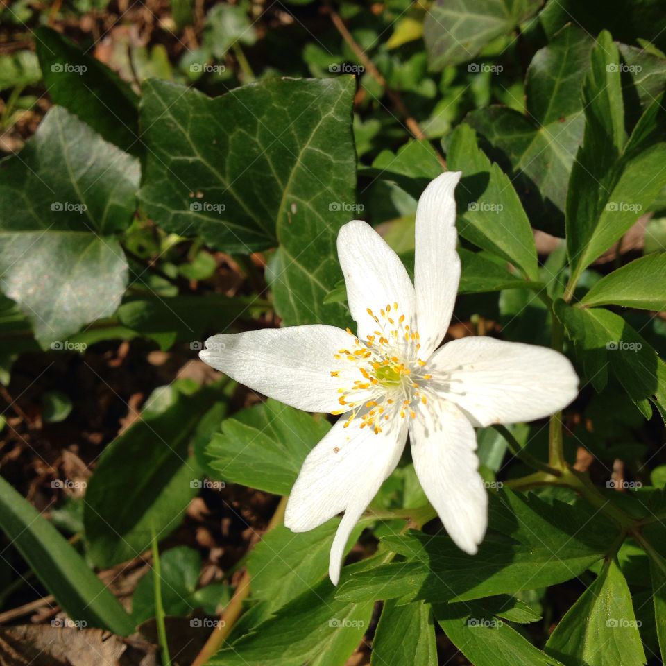 Wood anemone. Anemone nemerosa woodland flower in detail