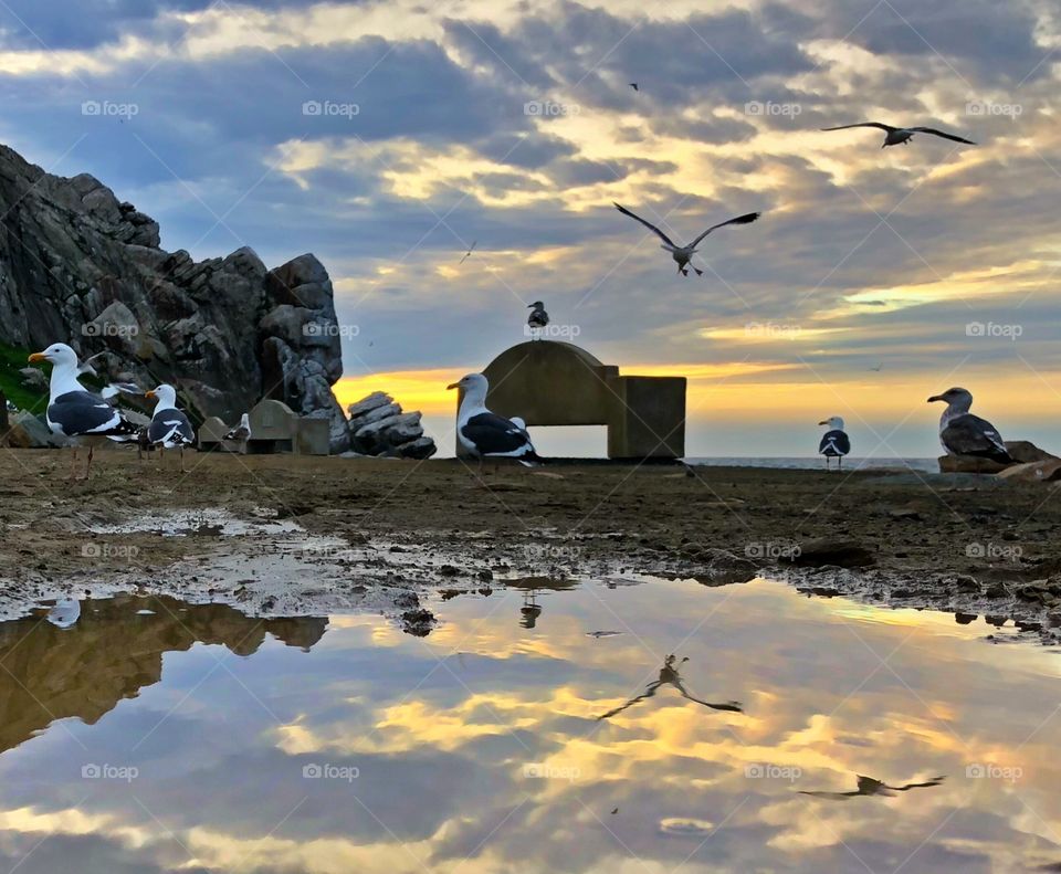 Seagulls reflection