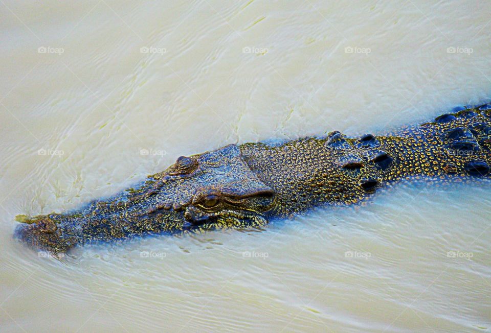 Sneaky Crocodile!