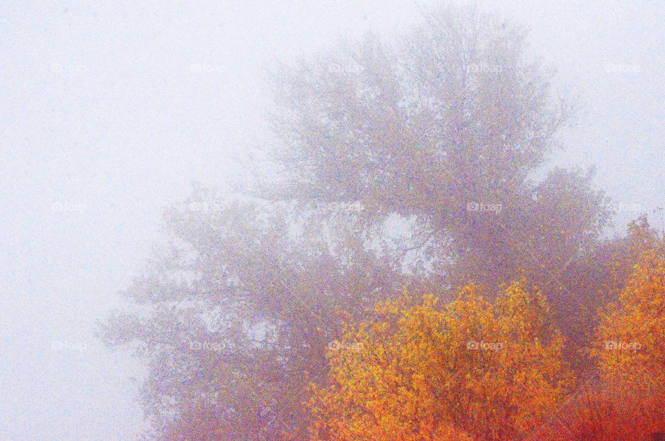 Fog and trees one beautiful morning
