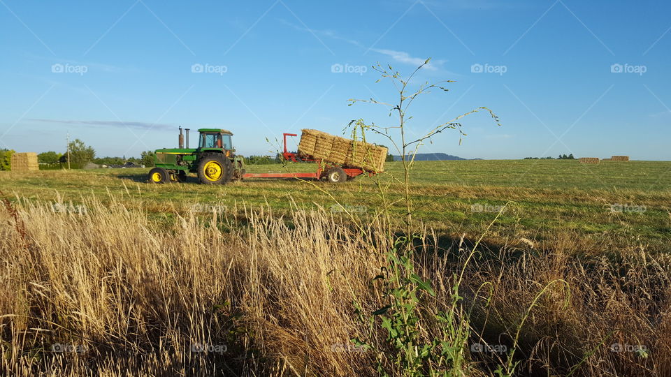 harvest