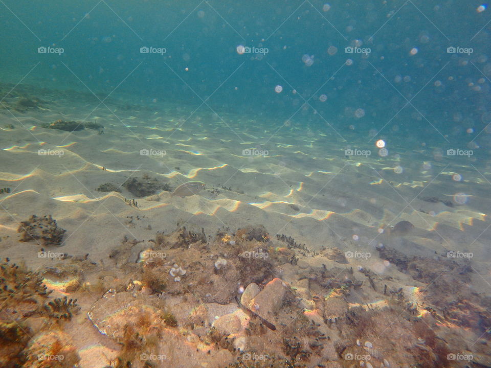 the world below. underwater photo of world below the sea