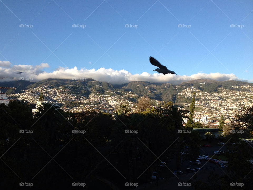 Madeira view