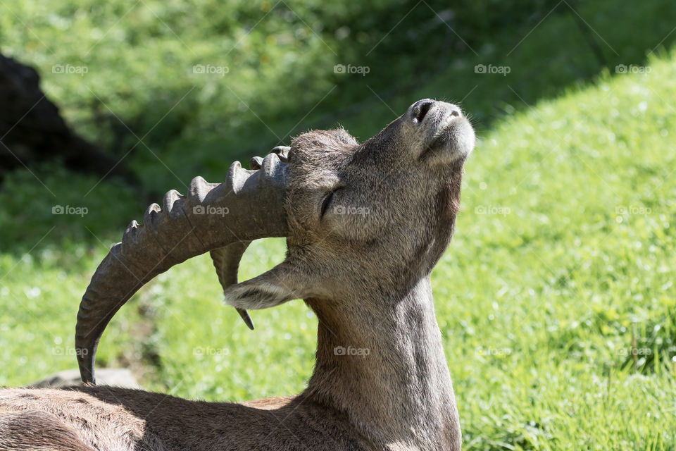 Happy ibex scratches his own back with his horn 