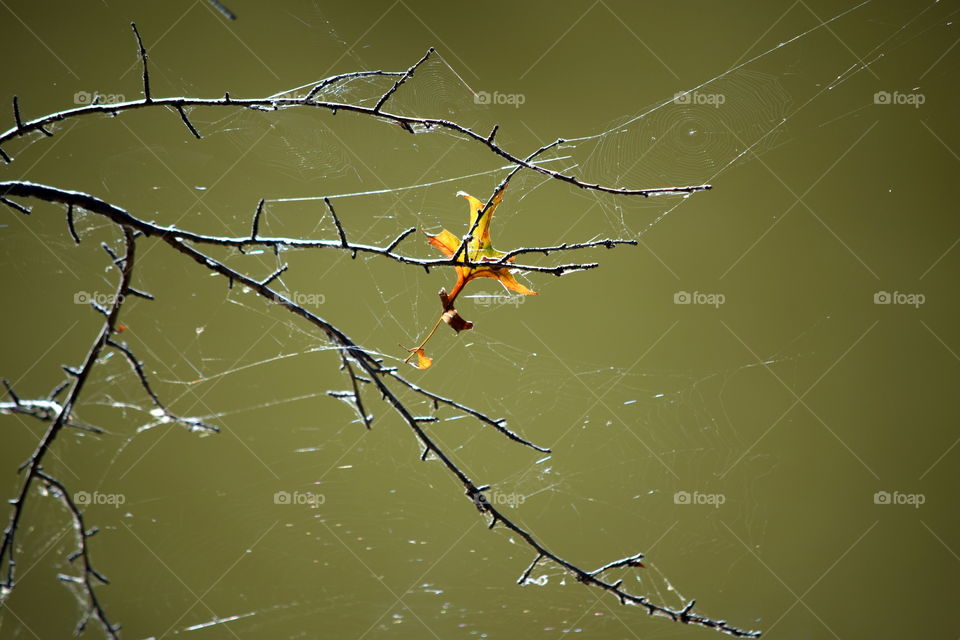 Trapped Autumn  Leaf