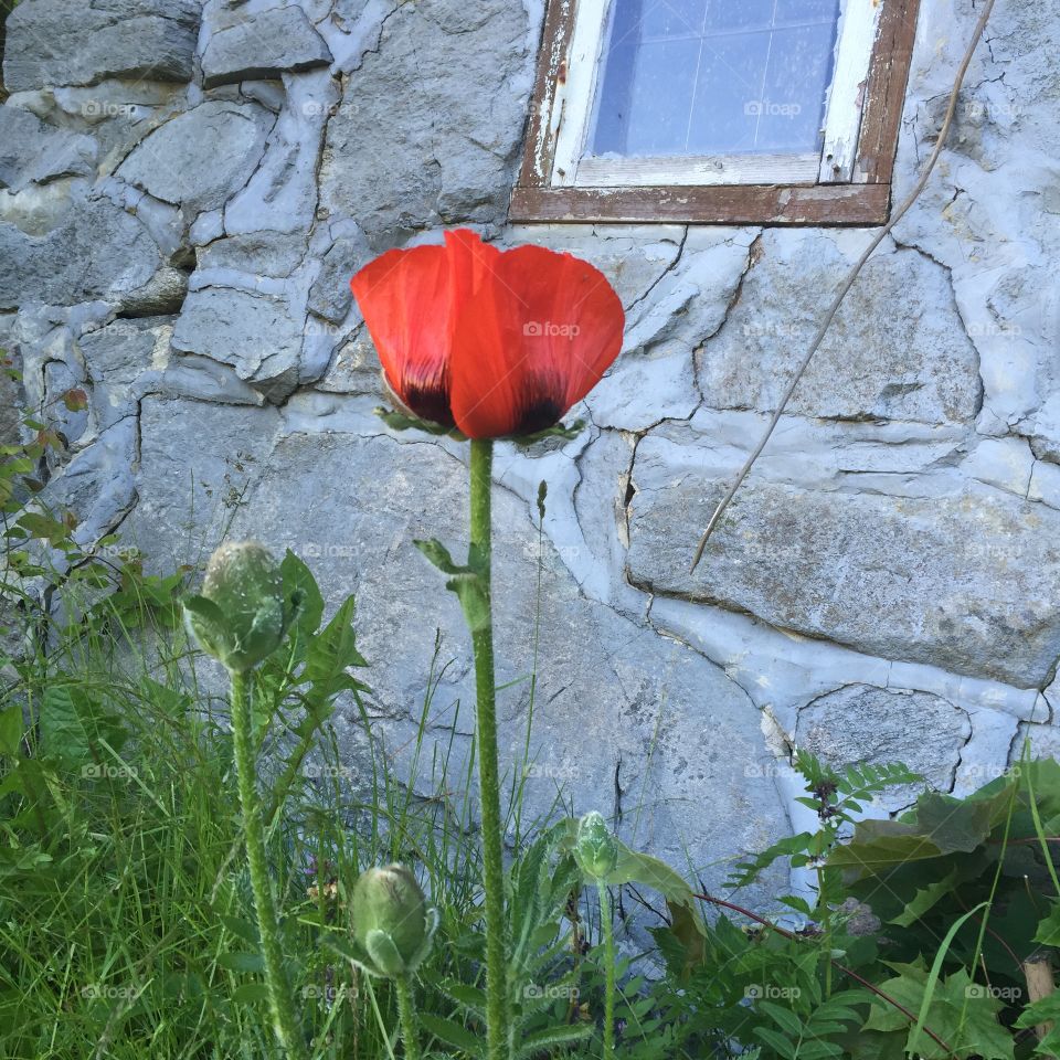 Lovely poppy. Poppy from an old abandoned garden