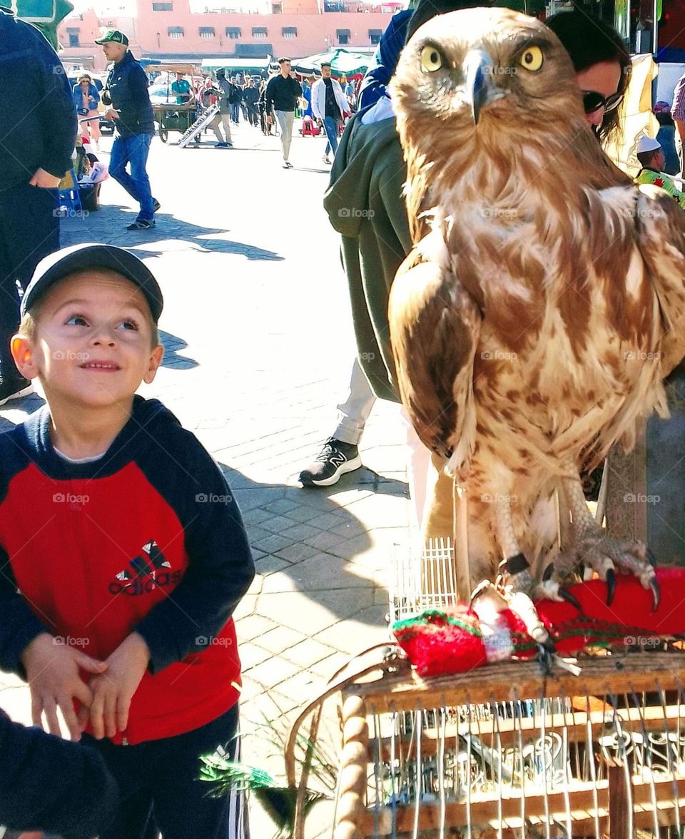 kid is surprise and animal is surprise, surprise emotion