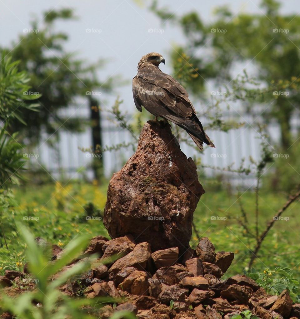 View of eagle