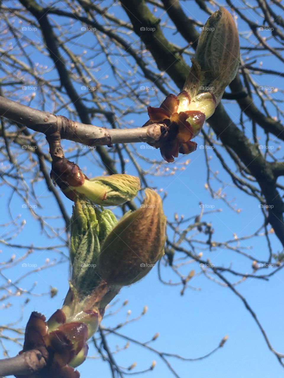 The first fresh buds of spring. Absolutely beautiful to watch life spring into action after the winter. 