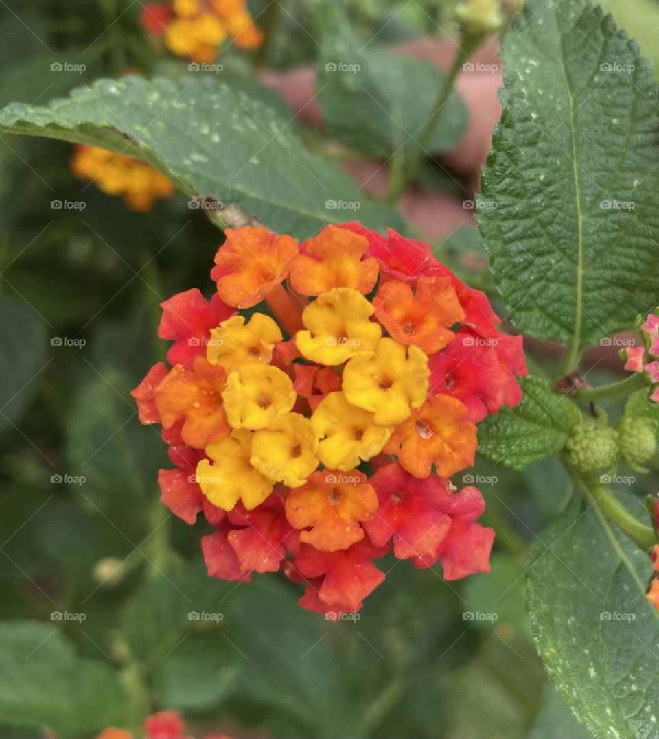 🌹 🇺🇸 Very beautiful flowers to brighten our day.  Live nature and its beauty. Did you like the delicate petals? / 🇧🇷 Flores muito bonitas para alegrar nosso dia. Viva a natureza e sua beleza. Gostaram das pétalas delicadas? 