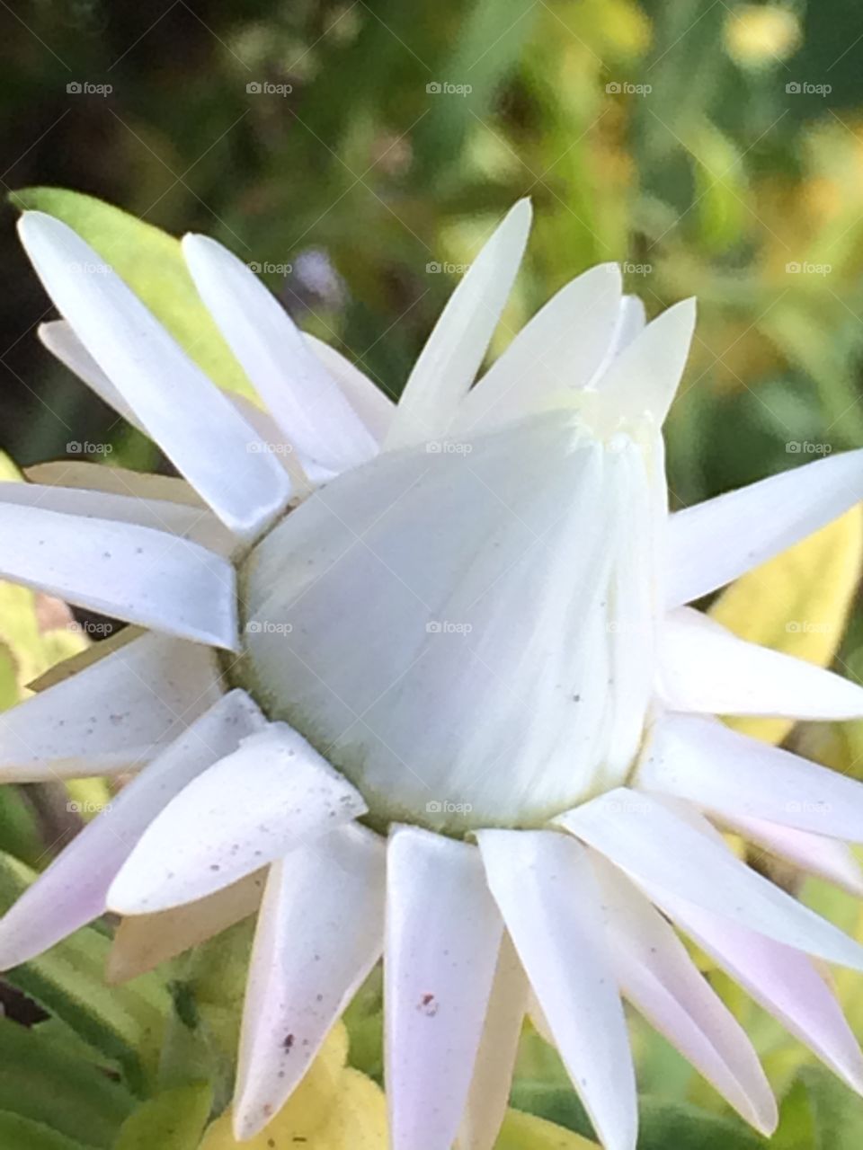 White flower