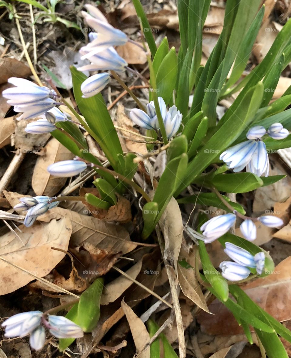 Spring, March, 2018, Late, Late Spring, flower, flowers, floral, plant, leaves, leaf, green, blue, white, purple, brown, ground, clutter, cheer, cheery, signs, sign, signs of spring, first, first flowers, first signs of spring, MO, Missouri