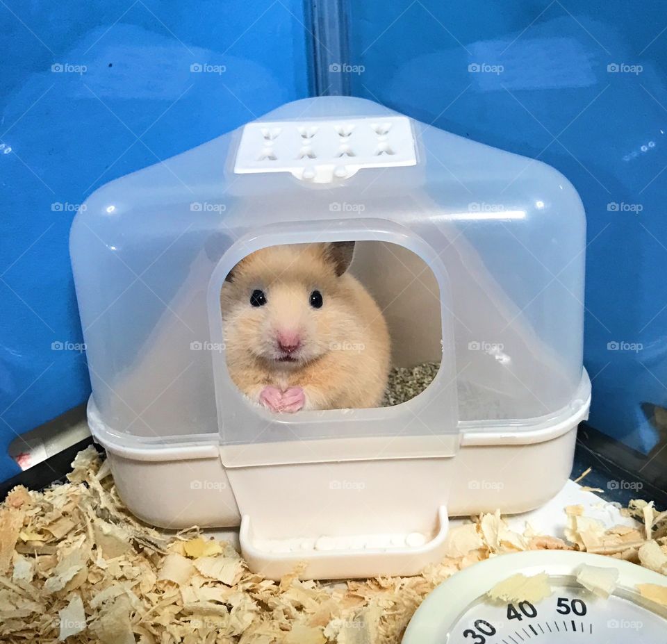 My hamster