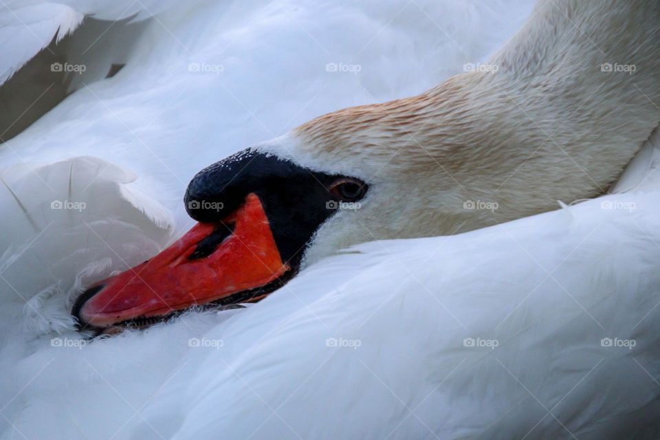 White swan