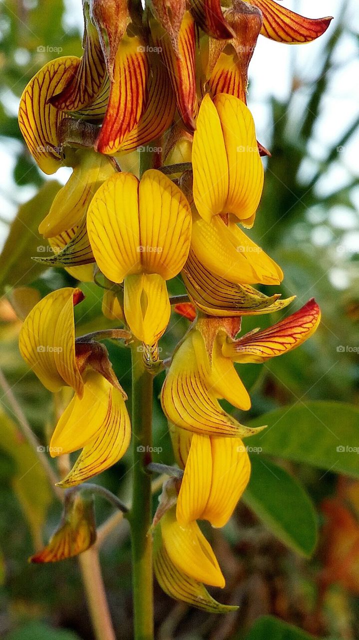 Nature, Flower, No Person, Leaf, Flora