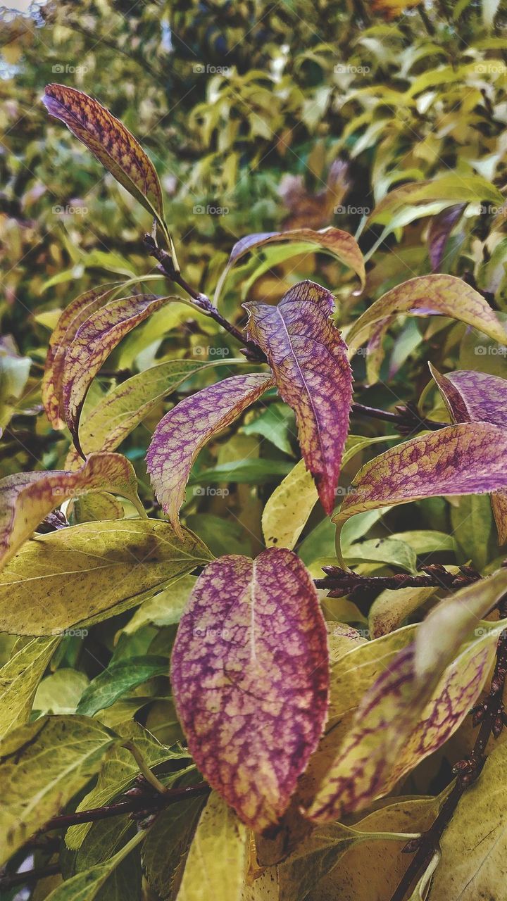 Beautiful autumn leaves