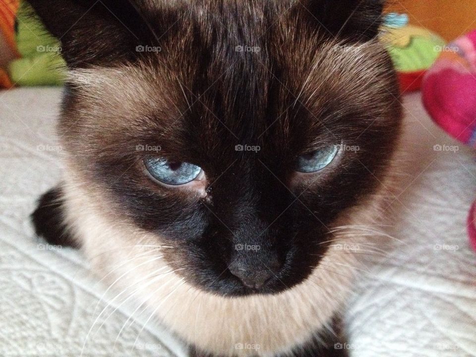 Siamese cat