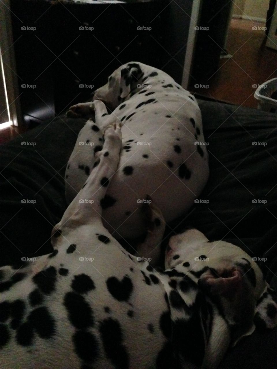 Sister love. Deaf Dalmatian sleeping while touching her sister
