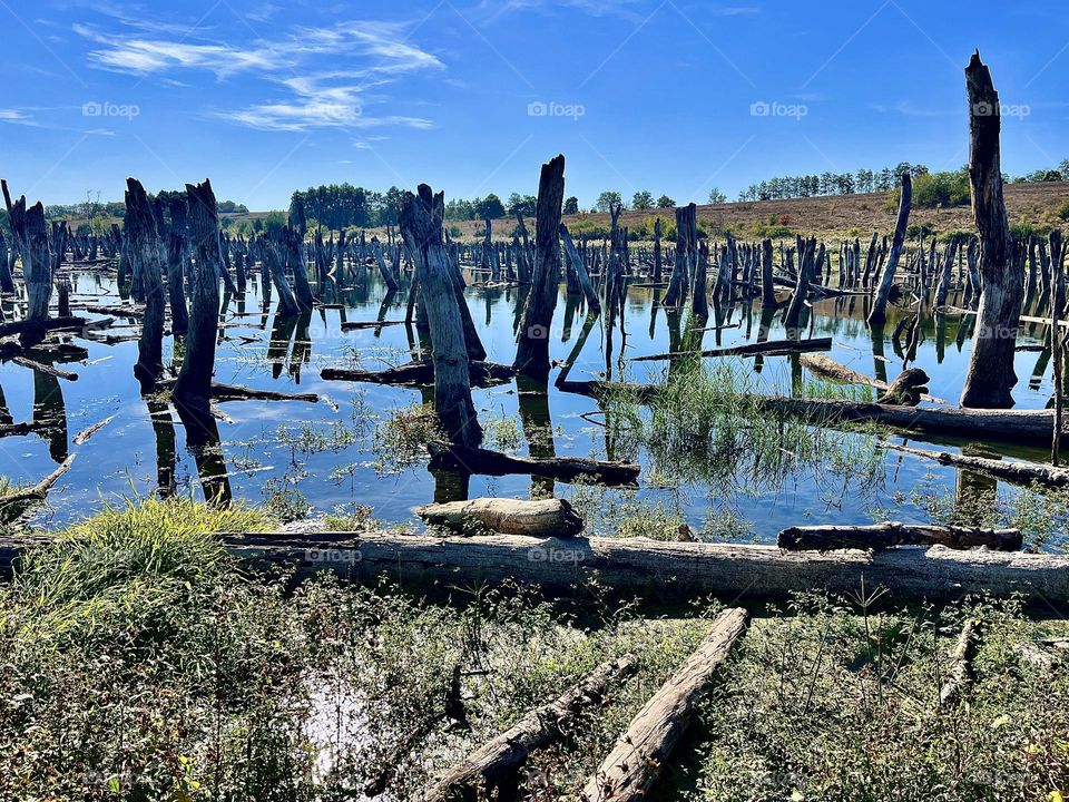 Lake with old trees