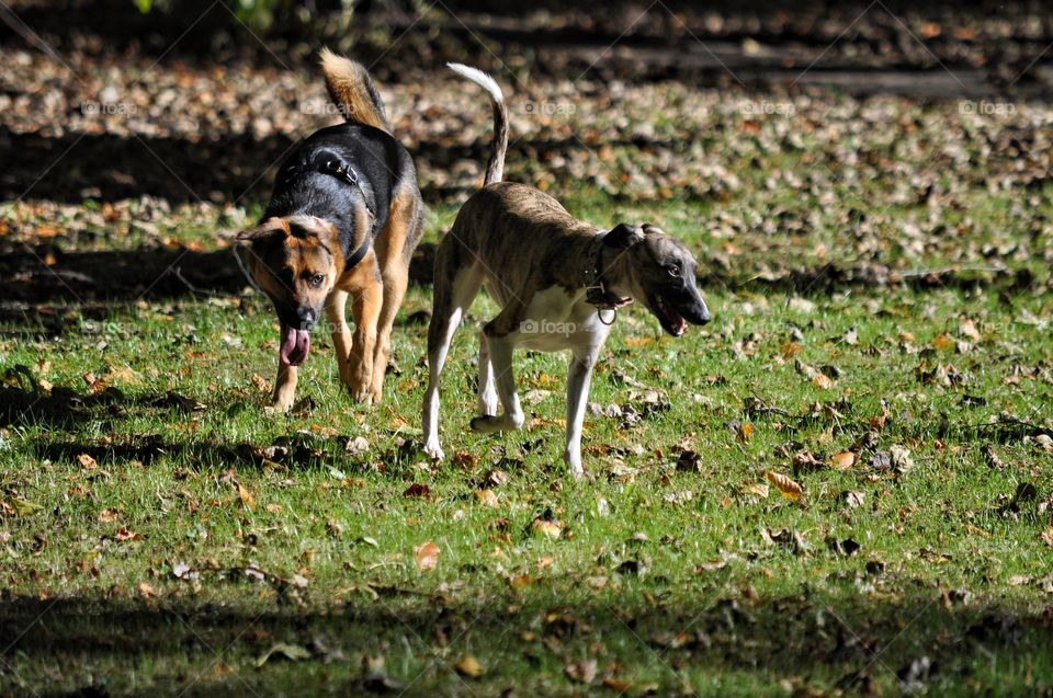 Animal, Dog, Mammal, Grass, Canine