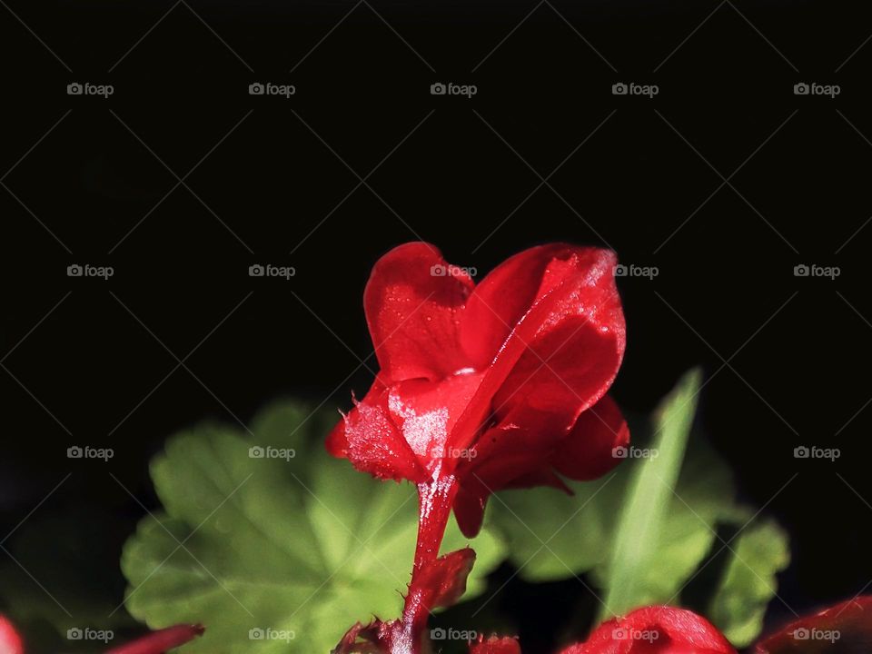 Macro photo of flower growing in the garden
