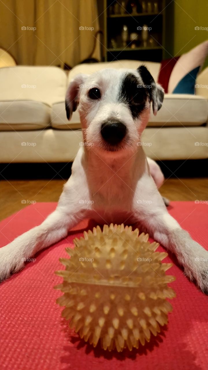 Parson Russell Terrier