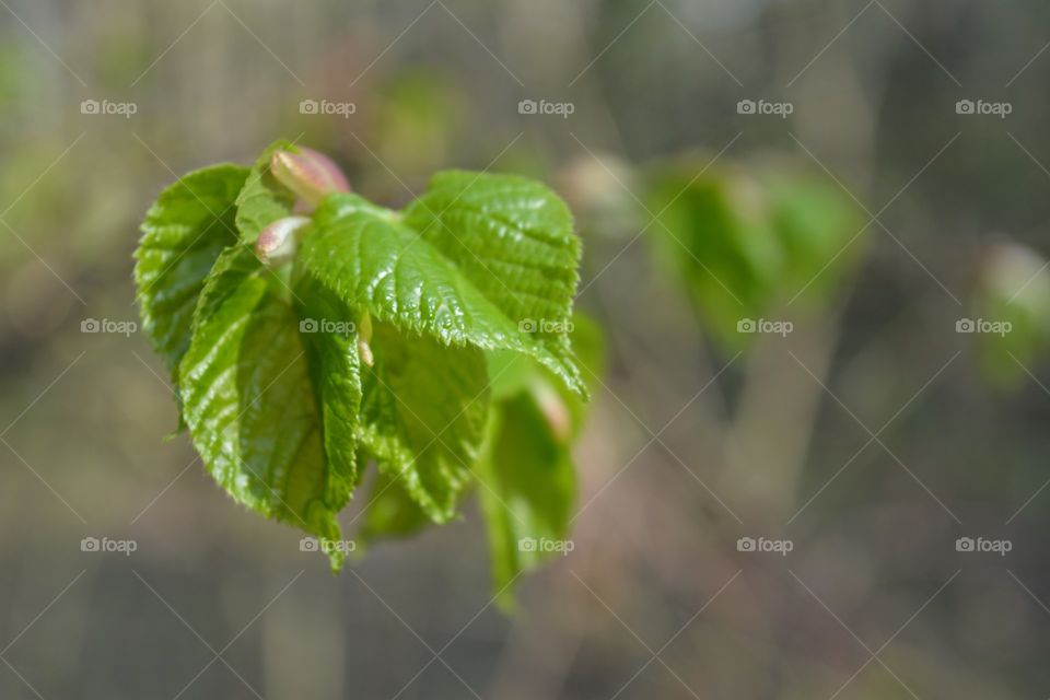 young green leaves spring time in the park