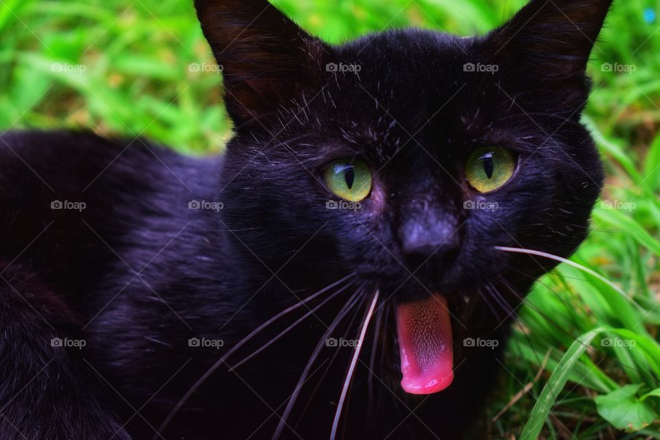 a pitch black cat with striking green eyes sticking out its pink tongue out on a green lawn