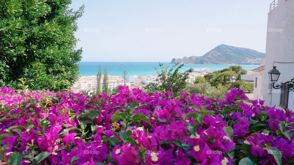 Flowers#plants#nature#vegetation#sea#mountain#garden