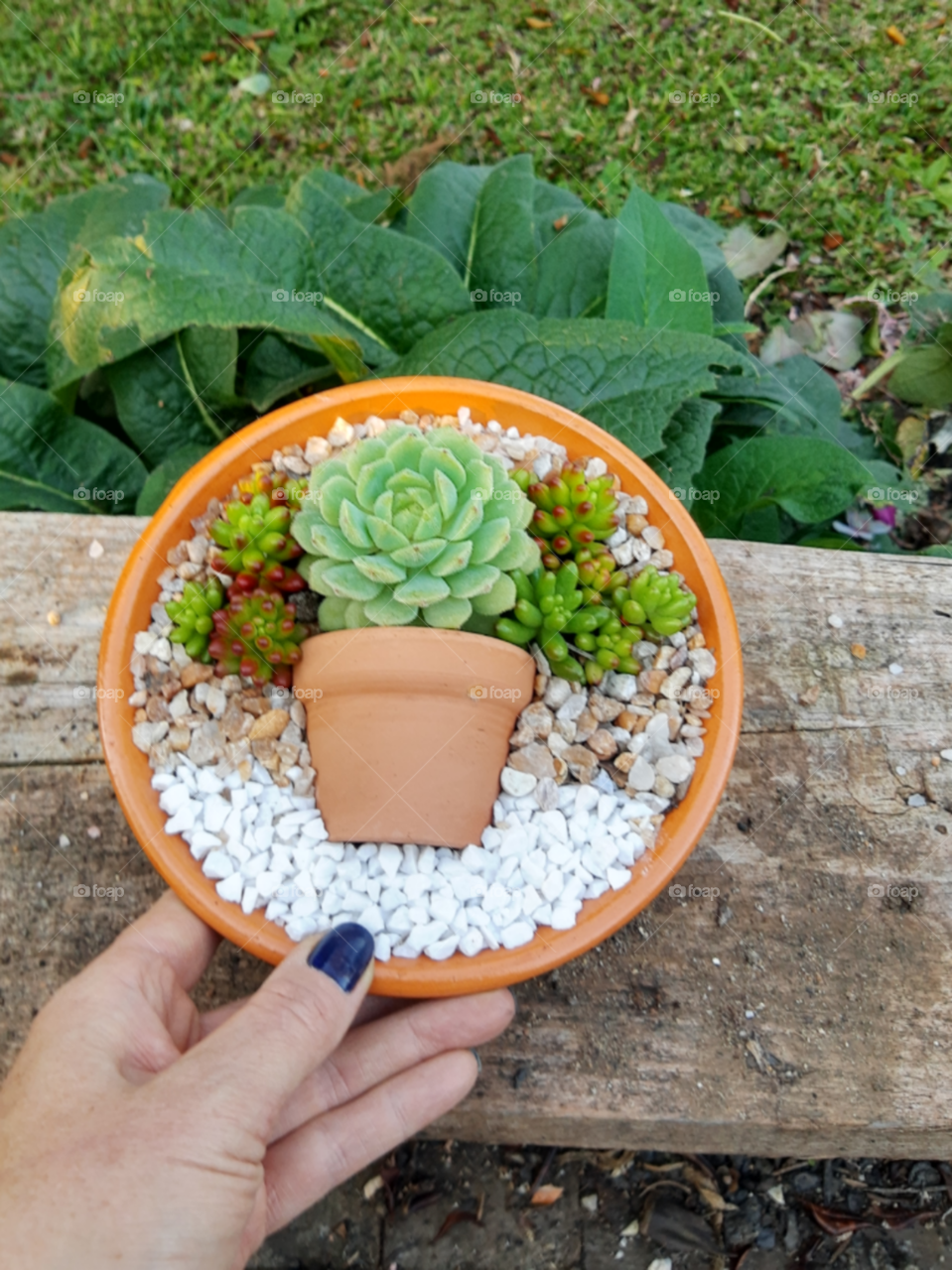 succulents arrangement