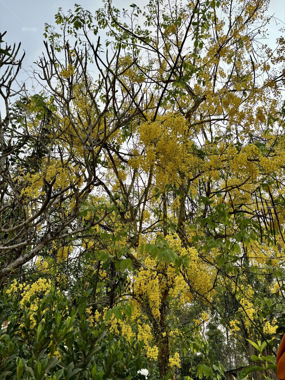 Kanikkonna (Malayalam: കണിക്കൊന്ന) is the State Flower of Kerala.