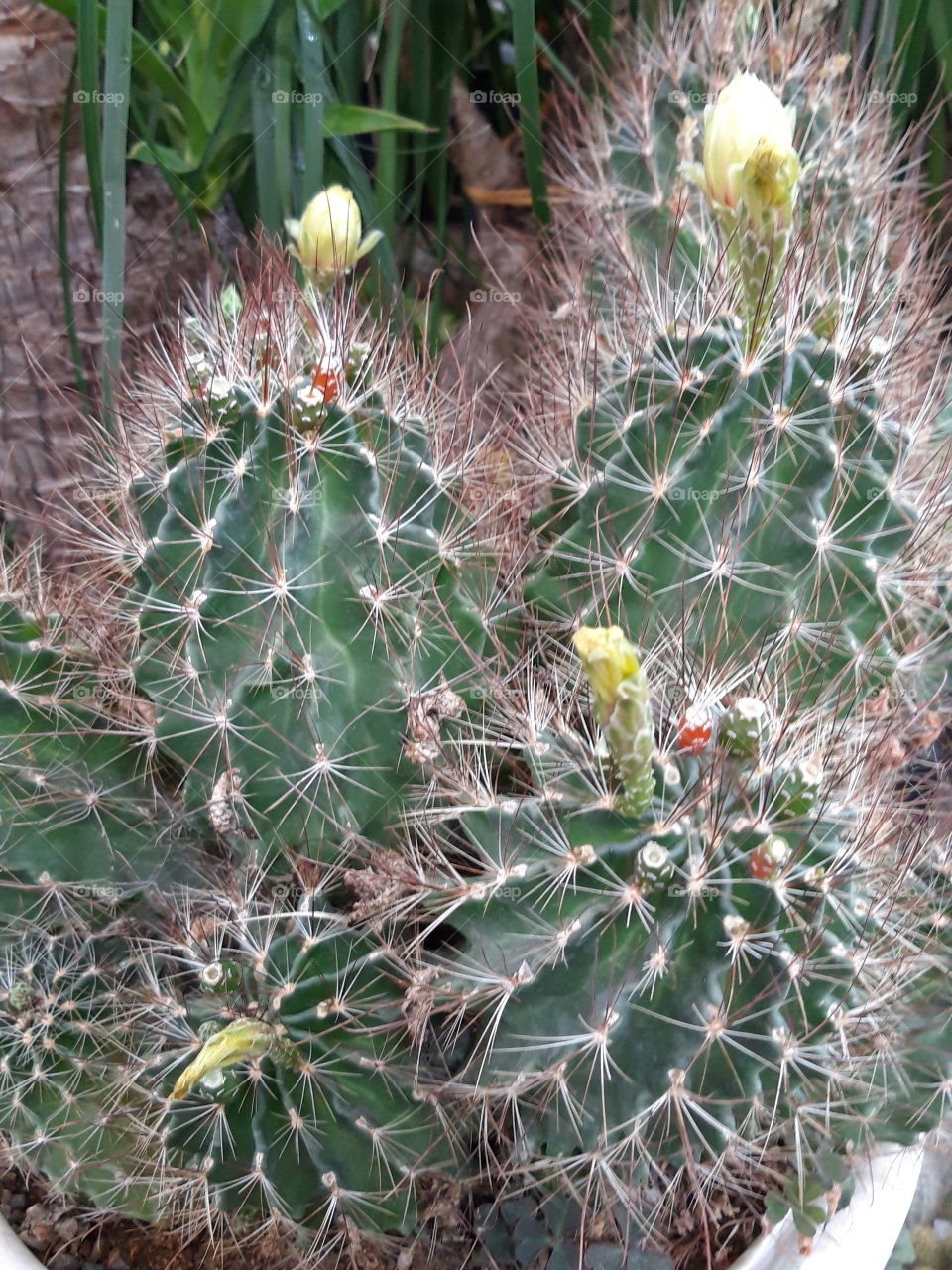 cactus