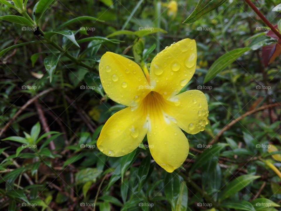 Yellow Flowers in Jungle