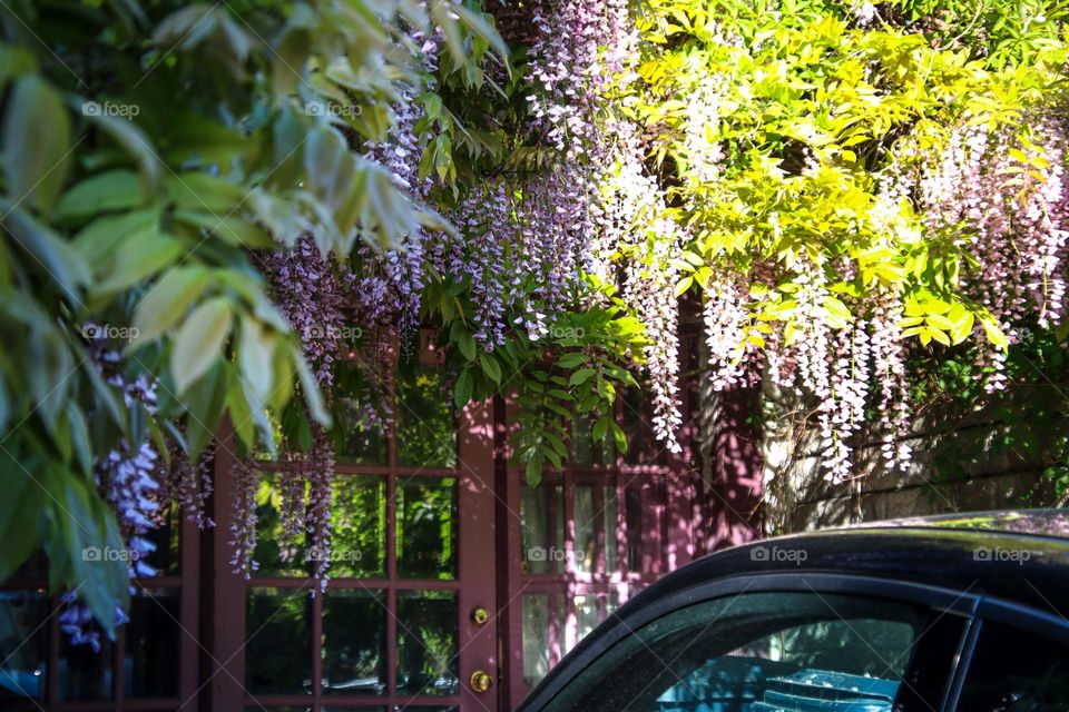 Wisteria in bloom