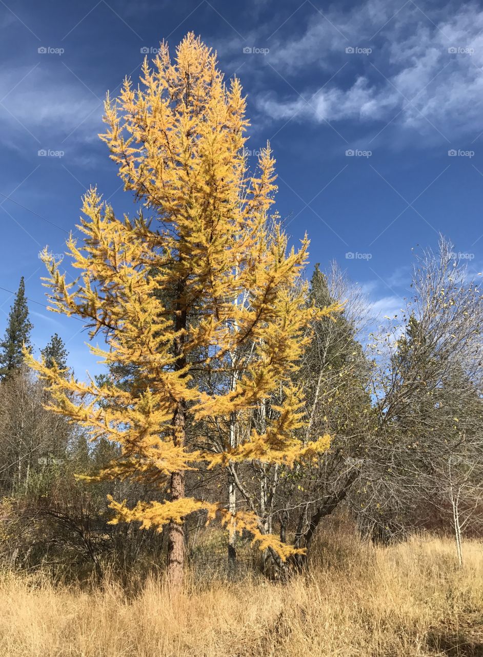 An Oregon lone tree turns yellow with fall colors amongst its peers that have dropped their leaves for the year. 